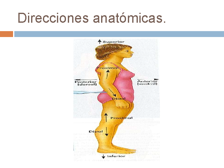 O que anatomia e fisiologia