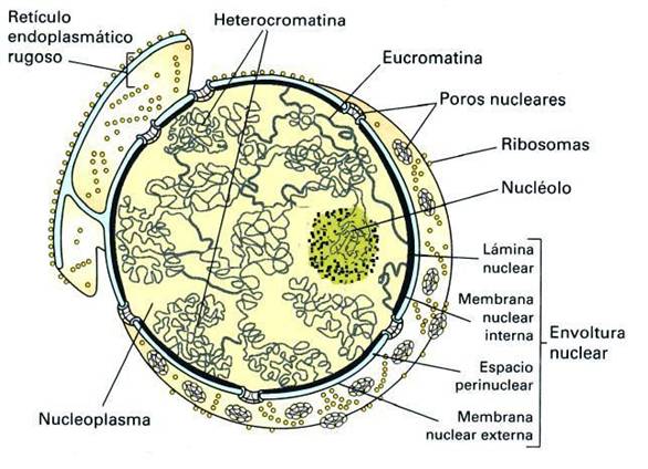 Resultado de imagen de núcleo celular