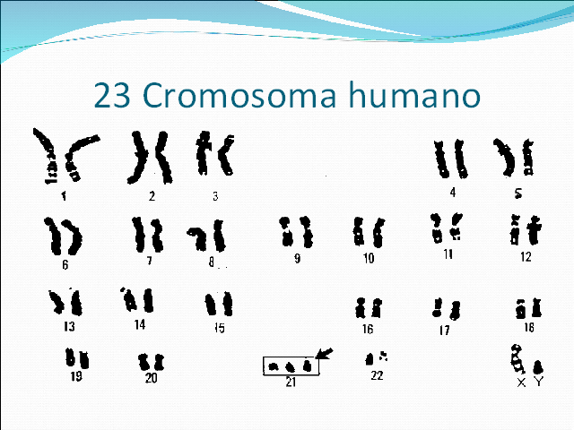 Resultado de imagen para 23 cromosomas humanos