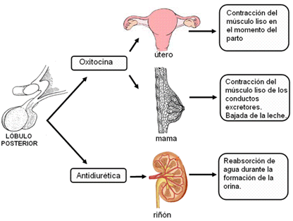 Hormonas esteroideas femeninas