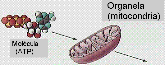 Resultado de imagen de Las mitocondrias