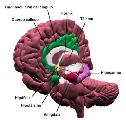 El Cerebro, centro del sistema nervioso. Image2097