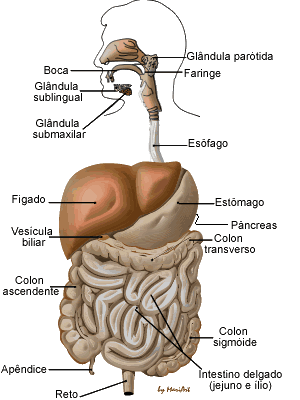 cuerpo humano organos. El Cuerpo humano