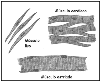 fibras musculares photograph