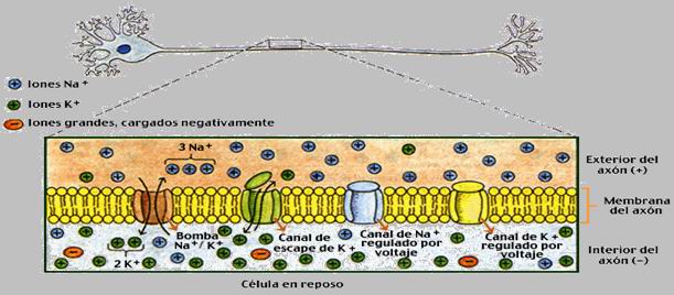 Resultado de imagen para teorÃ­a de membrana en la neurona