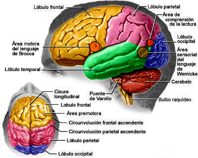 funciones del cerebro humano. Anatomía cerebral humana…
