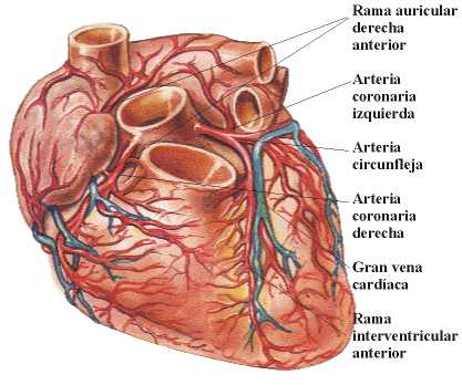 partes del corazon. funcionamiento del corazón