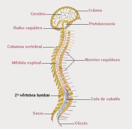 Resultado de imagen para medula espinal y sus partes