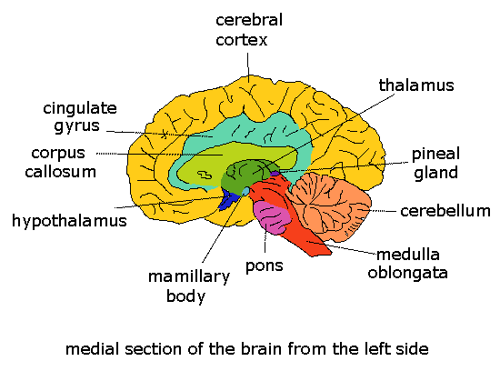 El cerebro posterior o el