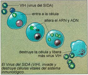 Informacion Sobre VIH Y Sida