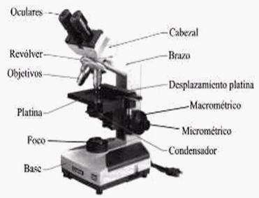 http://www.monografias.com/trabajos58/practica-microscopio/pm2.jpg