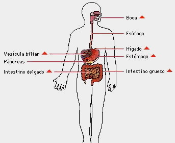 Cuales Son Los Cuidados Y Enfermedades Del Sistema Digestivo Humano
