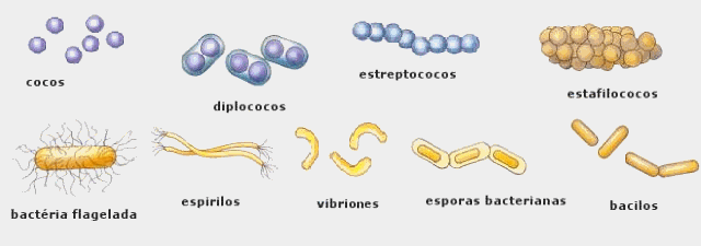 Tipos De Reproduccion Que Poseen Las Bacterias