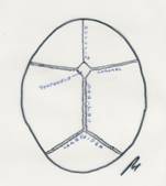 Figura 1: Esquema de las suturas craneales