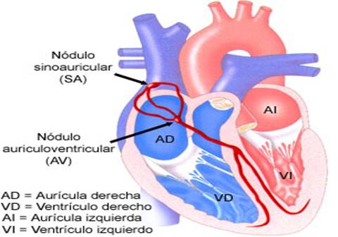 Ilustración del sistema de conducción eléctrica del corazón.