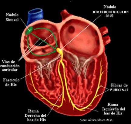 partes del corazon. forma parte del esqueleto
