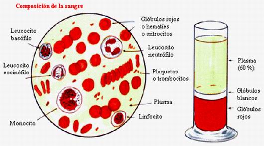 componentes de la sangre. de 4 a 6 litros de sangre.