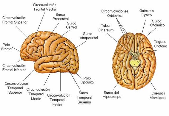 funciones del cerebro humano. El cerebro humano pesa