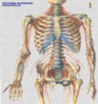http://www.iqb.es/neurologia/anatomiafisiologia/n_perifericos02sm.jpg