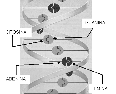 estructura del adn. Estructura del DNA