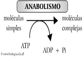 Proceso anabolico de los lipidos