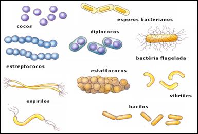 Resultado de imagen para bacterias