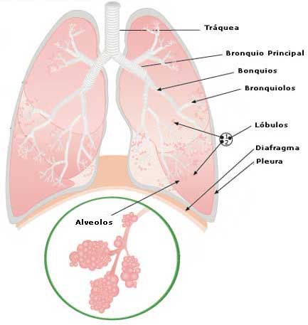 Cuales Son Las Dos Funciones Principales Del Sistema Respiratorio