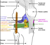 Ejercicio para desgaste cartilago rodilla