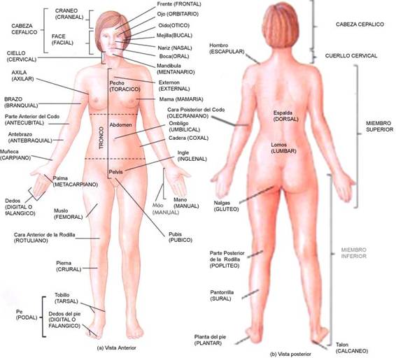 Anatomía humana general (página 2) - Monografias.com