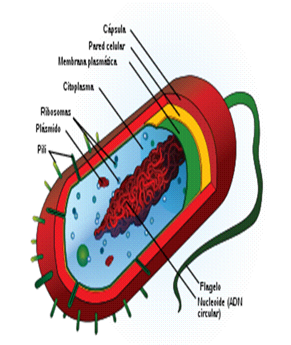 celula procariota estructura. celula procariota estructura. Estructura celular de una