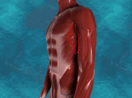 Anatomia muscular humana