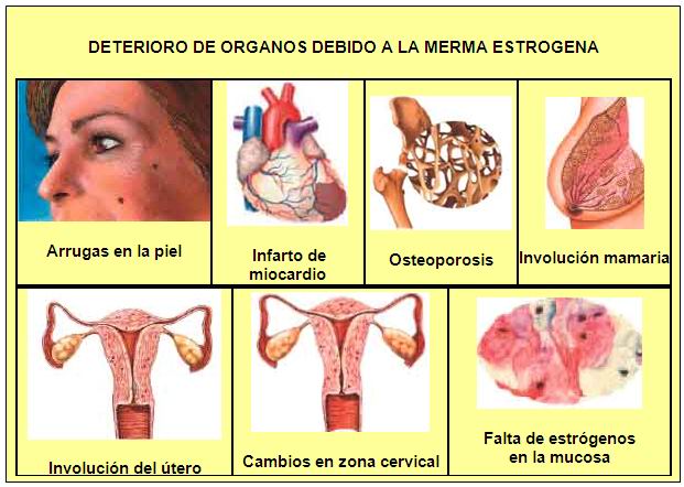 Enfermedades Del Sistema Reproductor Femenino By Kare Vrogue Co