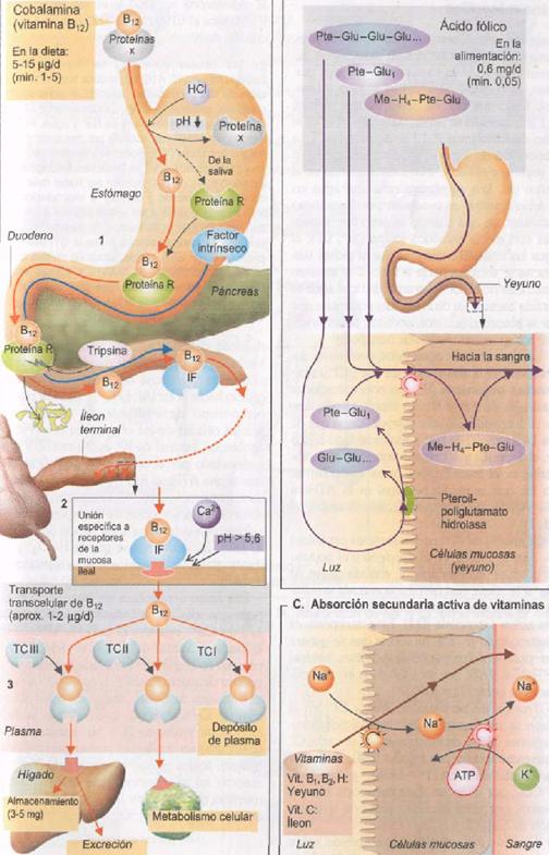 digestion y absorcion de carbohidratos pdf