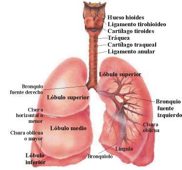 Funciones De Los Organos Del Sistema Respiratorio Pulmonar