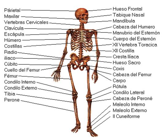 El Cuerpo Humano - Monografias.com