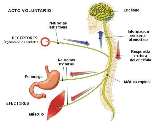El sistema nervioso II. Los órganos efectores y las enfermedades ...