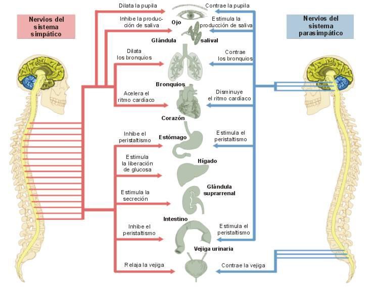 Sistema nervioso periferico dibujo para colorear - Imagui