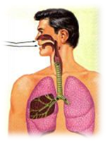Anatomia De Vias Respiratorias Altas Y Bajas Pdf
