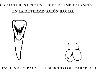 Manual De Practicas De Anatomia Dental
