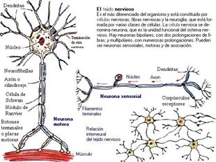 Memoria celular biologia