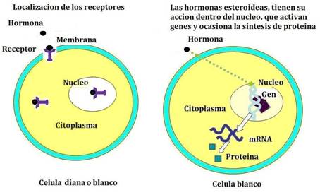 Hormonas esteroidales ejemplos