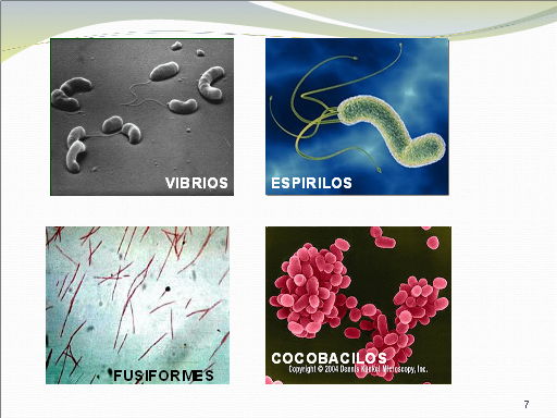 Bacterias, definición y clases - Monografias.com
