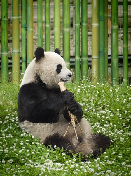 Curiosidades de los osos panda que casi nadie conoce
