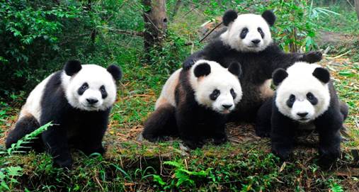El Oso Panda Y Sus Caracteristicas Monografiascom