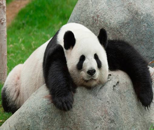 Oso Panda (Ailuropoda melanoleuca) - Dónde vive, características y  alimentación
