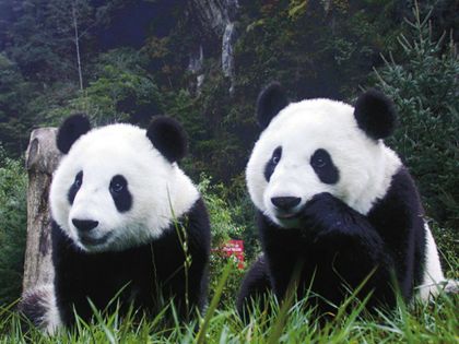 El oso panda y sus caracteristicas