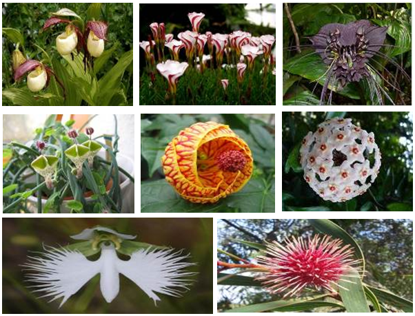 Las 8 flores mas exóticas del mundo