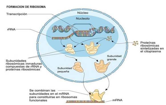 Núcleo celular y código genético