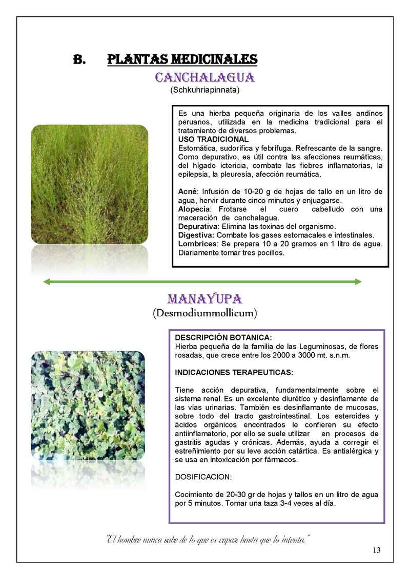 Plantas Nativas De Huancavelica Monografias Com