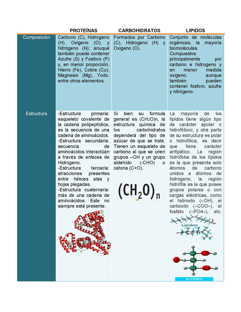 Proteinas Lipidos Y Carbohidratos Monografias Com